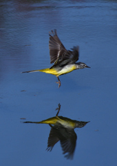 キセキレイ　３/１９❶