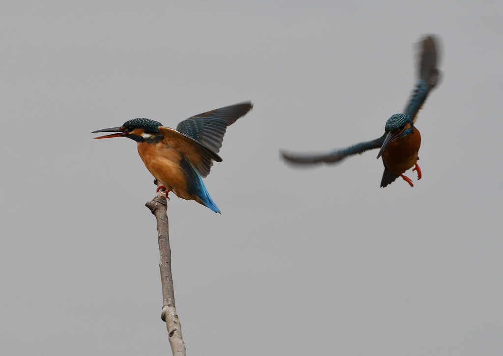 メスの元へ・・・❹