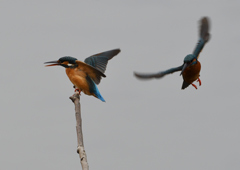 メスの元へ・・・❹