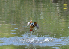 魚を・・・・・・　５/５❾