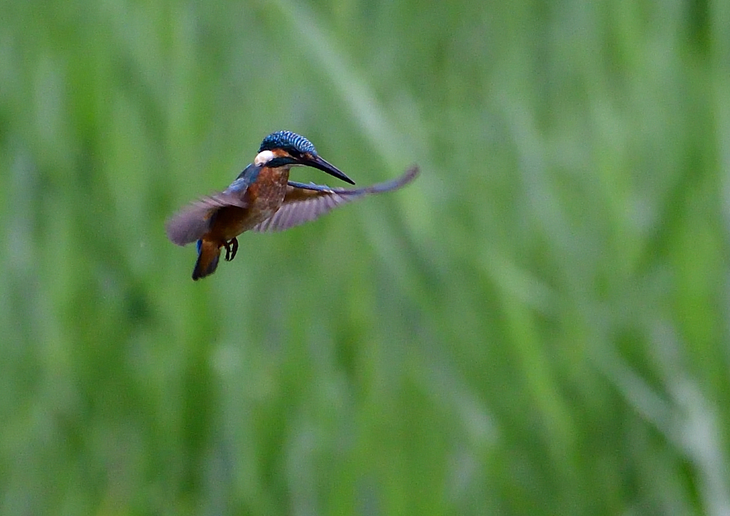 ホバる　７/１３④