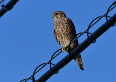 コチョウゲンボウ（メス）３/１２