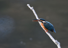 止まり木　１１/１８