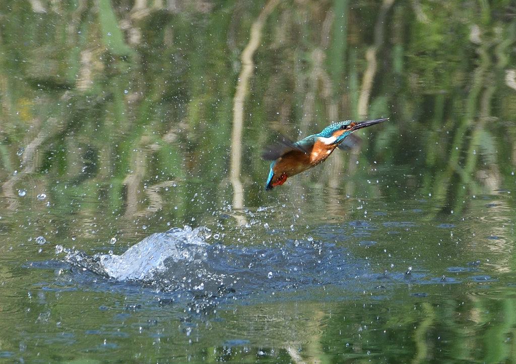 ダイブ　５/１０❶