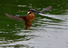 いつもの公園　７/１６⑤