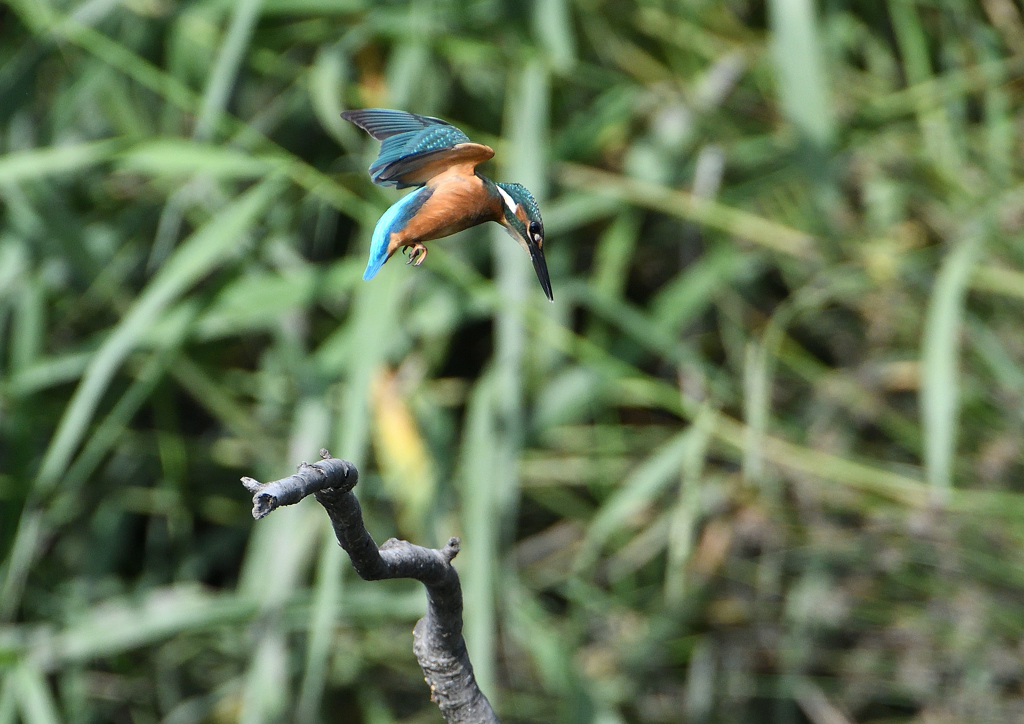 幼鳥、奮闘する　６/１４❺