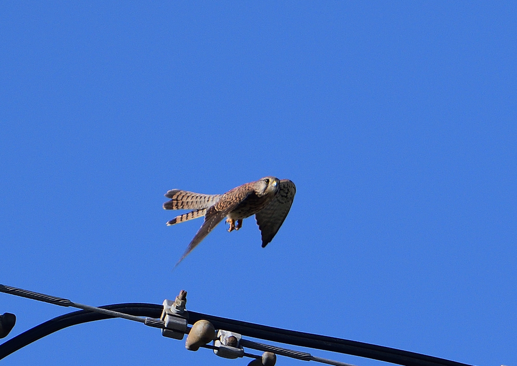 チョウゲンボ鉄塔から　９/２４
