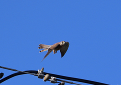 チョウゲンボ鉄塔から　９/２４