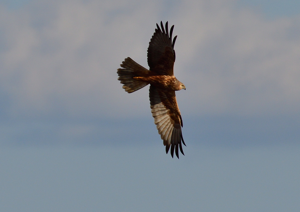 チュウヒ　１/４❸