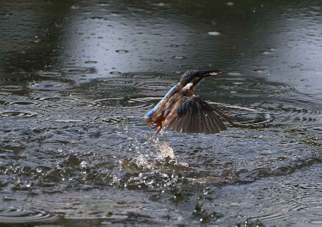 ダイブ　８/１９❹