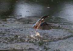 ダイブ　８/１９❹