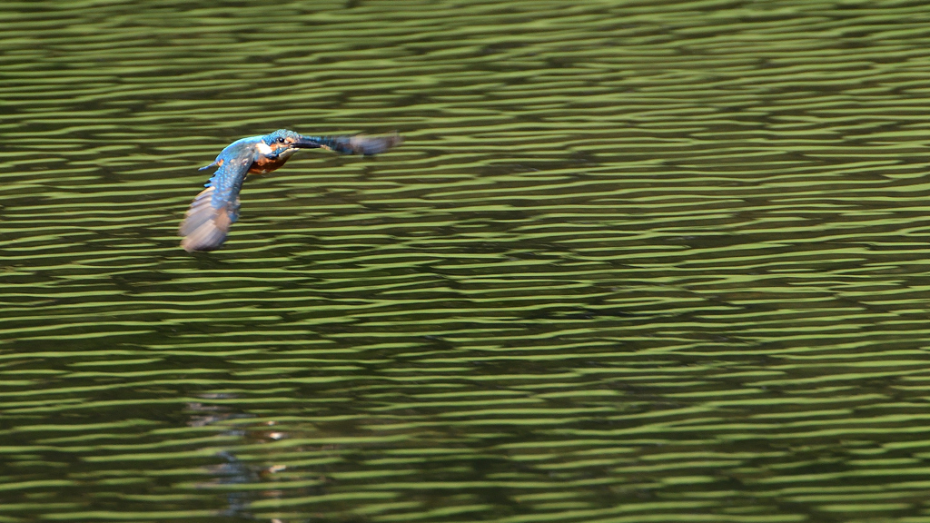 飛翔　９/１２❶
