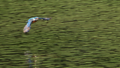 飛翔　９/１２❶