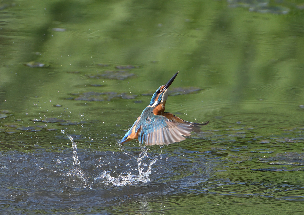 水浴び　９/３❹