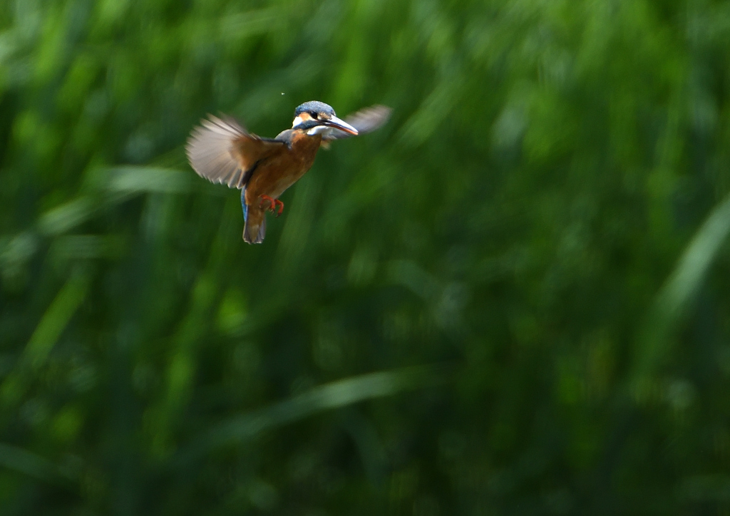 ホバ　５/２０❿