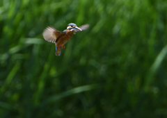 ホバ　５/２０❿