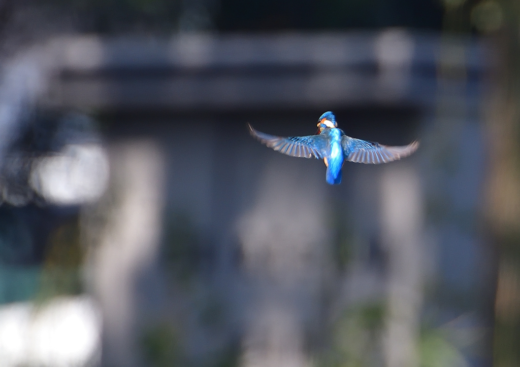 ホバ　３/１９❺