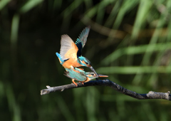 交尾　５/３０❷