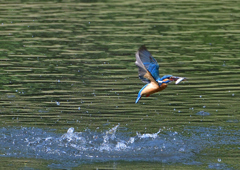 いつもの公園　６/５➓