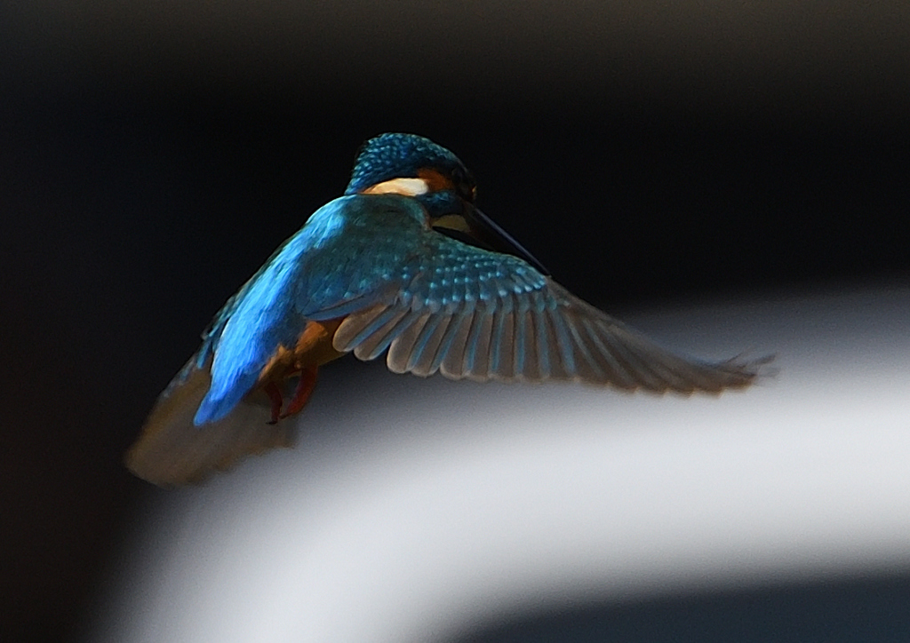 ホバ　４/１５❸