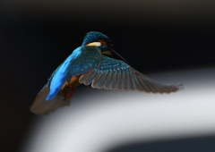 ホバ　４/１５❸