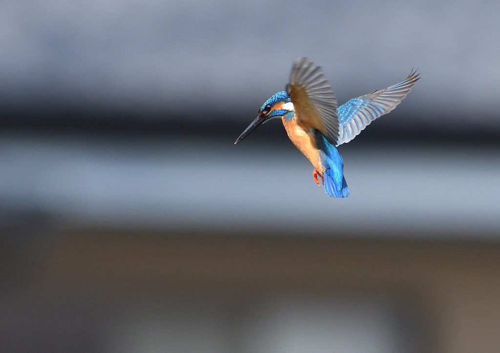 ホバリング　５/６❸