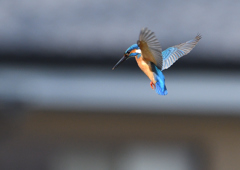 ホバリング　５/６❸