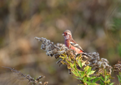 赤い鳥　１２/１２❻
