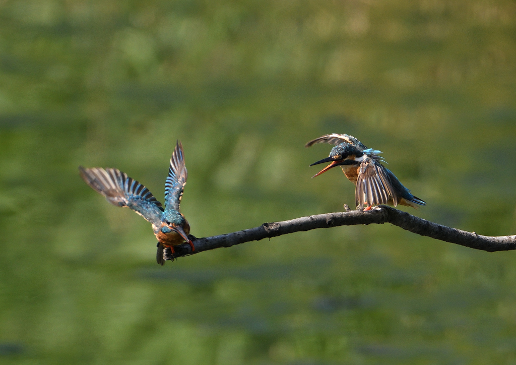 2羽のカワセミ　８/２５❹