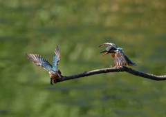 2羽のカワセミ　８/２５❹