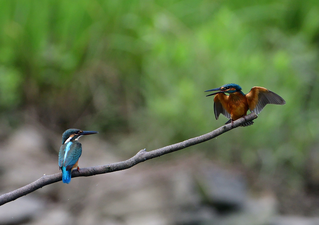 2羽の若鳥　７/２０⑧