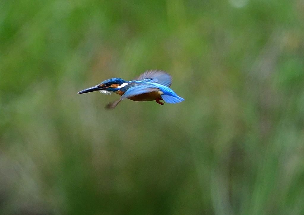 いつもの公園　５/２５⓭