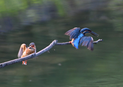 2羽のカワセミ　８/３１❷