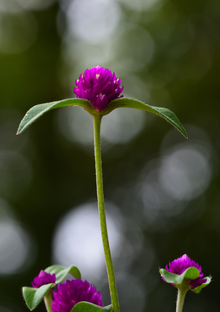 センニチコウ　８/２７