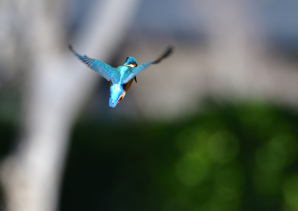 ホバ　３/２３❶