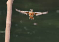止まり木へ　８/２９❶