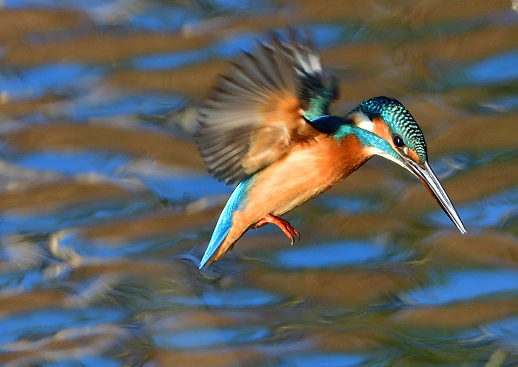 いつもの公園で　１１/２１❶
