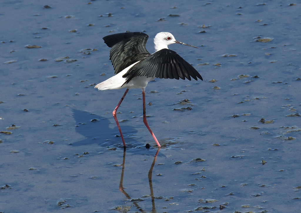 セイタカシギ　❸