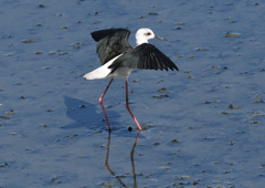 セイタカシギ　❸