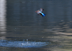 ダイブ　３/１７❹