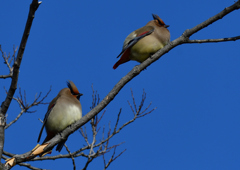 ヒレンジャク　２/１１❶