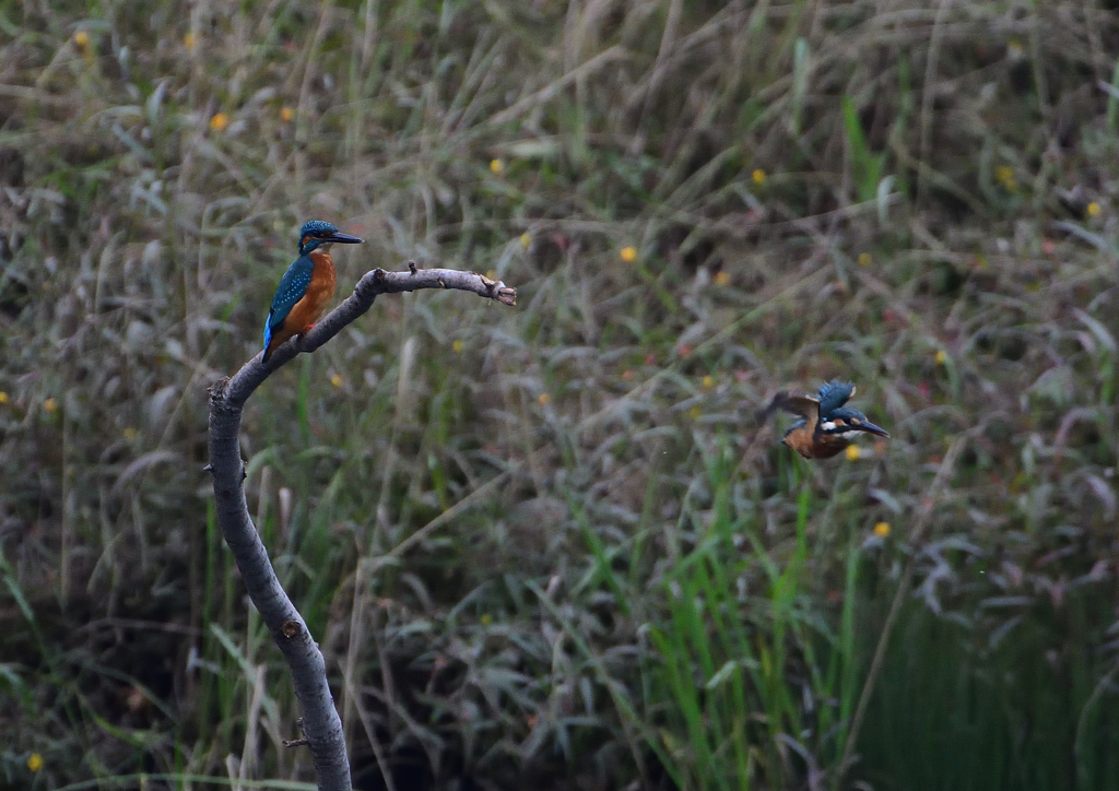 2羽のカワセミ③