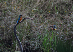 2羽のカワセミ③