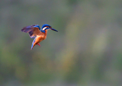 いつもの公園で　１０/１５❶