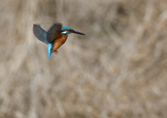 オスがホバる❺
