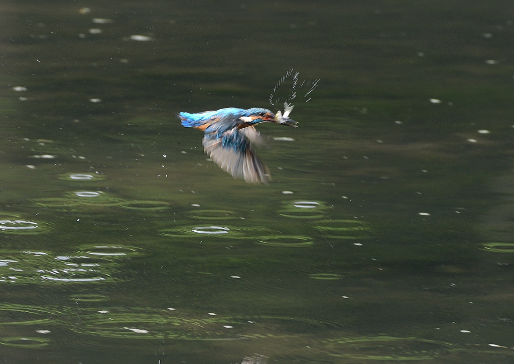 止まり木へ　８/２９❹