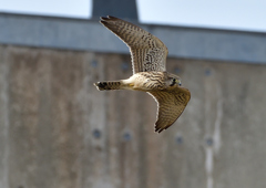 チョウゲンボウ　６/９❷