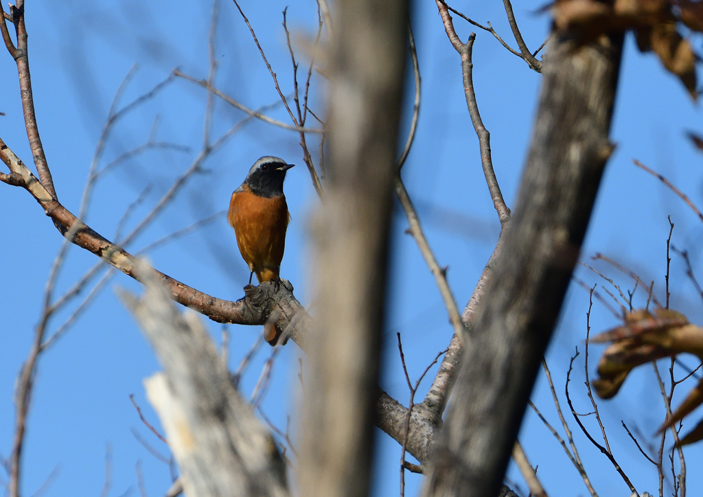 ジョウビタキ❶