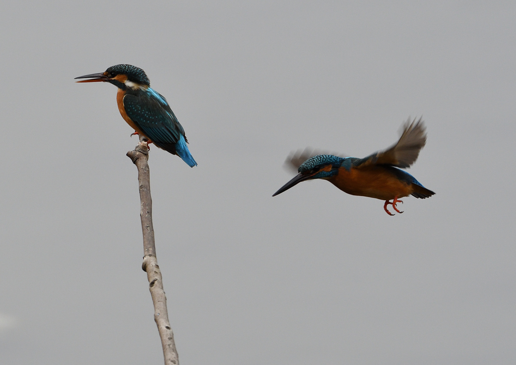 メスの元へ・・・❺