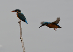 メスの元へ・・・❺